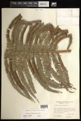 Sadleria cyatheoides