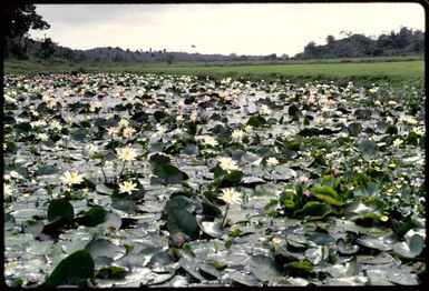 Waterlilies, Fiji, 1971