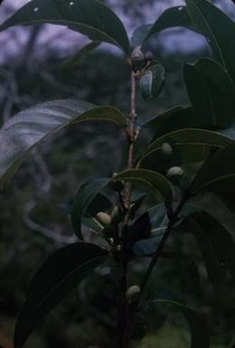[Nestegis sandwicensis close-up from Castle Trail, United States]
