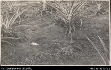 Erosion at Lega Lega