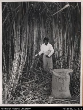 Applying Ammonium Sulphate to cane