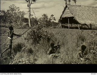 Bisiatabu, New Guinea. 1943-07-01. Members of the 1st Papuan Infantry Battalion during a training exercise in which a grass hut containing an imaginary enemy is set on fire by means of a burning ..