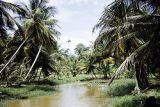 French Polynesia, river winding through coconut grove