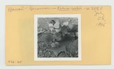 [Kokio rockii in Hawaii, envelope IE26-165]