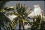 Coconut palms, Society Islands