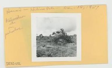 [Metrosideros in Hawaii, envelope IE32-252]