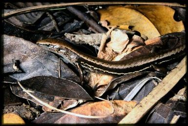 Caledoniscincus austrocaledonicus