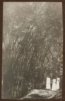 Group of women on forest track. From the album: Samoa