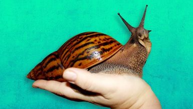 Giant African Snails sighted in Solomon Islands