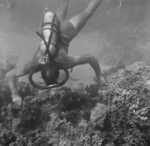 Diver near the ocean floor near Vava'u Island group, Tonga