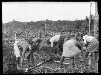 Work Gang Planting Yams