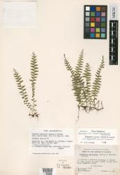 Lindsaea repens var. delicatula