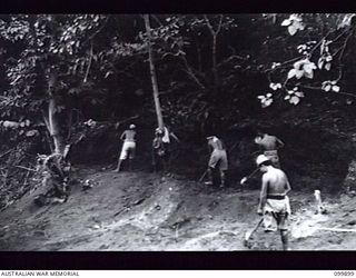 RABAUL, NEW BRITAIN, 1946-03-22. JAPANESE LABOURERS CLEARING JUNGLE IN PREPARATION FOR THE BULLDOZERS OF 51 FIELD PARK COMPANY, ROYAL AUSTRALIAN ENGINEERS. THE UNIT IS ENGAGED IN ROAD MAINTENANCE ..