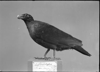 "Toothdove, mounted. Looks to stand A....? 4393 as Av.e.g. or Av.su. number. : On the back of the hard copy stands: "Picture X. Toothdove, the drone’s closest now living relative. The Gothenburg Museum of Natural History.“”