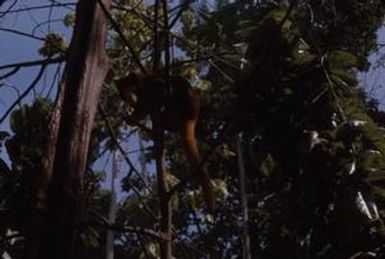 [Tree-kangaroo, Papua New Guinea]