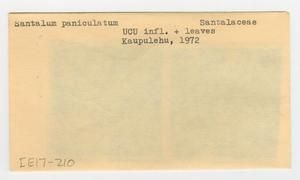 [Santalum paniculatum in Hawaii, envelope IE17-210]