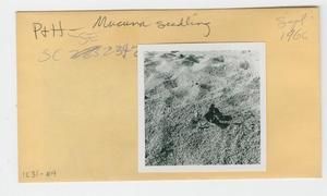 [Mucuna in Hawaii, envelope IE31-019]