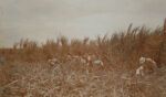 Social Settlements: Hawaii. Wailuku. Alexander House: Alexander House, Wailuku, Hawaii: At work in the cane fields.