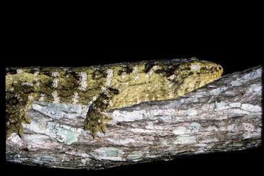 Rhacodactylus leachianus
