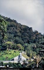 American Samoa - forest