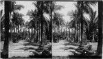 Public Park, Honolulu, Sandwich Islands