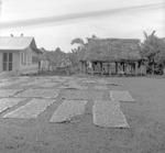 Sa'anapu, cocoa drying after fermentation.