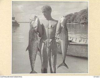 YULE ISLAND, NEW GUINEA. 1944-05-20/11. CORPORAL L GILBERT, 1ST MARINE FOOD SUPPLY PLATOON (1), COXSWAIN OF THE AM1939, WHICH CARRIES FISH TO PORT MORESBY, DISPLAYNG TWO FINE MACKEREL CAUGHT BY ..