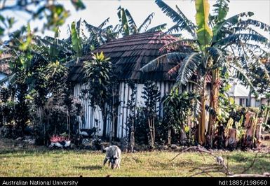 Tonga - Old Fale