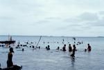 Lauloa (lit. long leaves) village communal fishing in lagoon 3-1-70