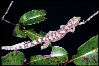 Gecko sp.