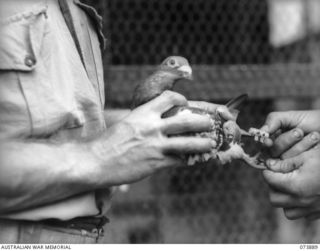 LAE, NEW GUINEA. 1944-06-11. A MESSAGE CARRIER BEING ATTACHED TO THE LEG OF A CARRIER PIGEON AT HEADQUARTERS, 1ST PIGEON SECTION