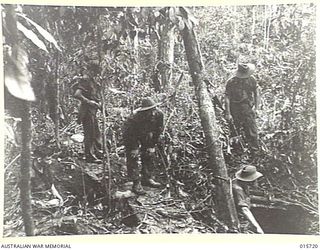 1943-09-15. NEW GUINEA. GOODVIEW JUNCTION. TYPICAL JUNGLE COUNTRY AND TYPICAL JAPANESE DEFENCES FROM WHICH THE ENEMY WERE DRIVEN BY THE AUSTRALIANS BETWEEN KOMIATUM AND SALAMAUA. FOX HOLES WERE ..