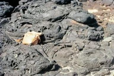 [Bag on Basalt of Spouting Horn]
