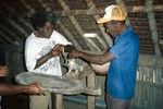 Kava Grinding with a Meatgrinder