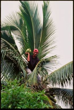 Man picking a coconut,Tonga