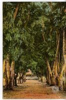 59. - Tahiti. - Une Villa Tahitienne