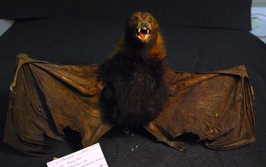 Pteropus unidentified : Pteropodidae : Chiroptera : Mammalia : Chordata, fruit bat