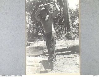 BABIANG ROAD, AITAPE, NEW GUINEA. 1944-12-04. WX15025 SAPPER R. ROWLANDS, 2/2ND FIELD COMPANY, USING A MAUL AND WEDGES TO SPLIT A LARGE LOG TO GET PLANKS FOR THE DECKING OF A BRIDGE WHICH HIS UNIT ..