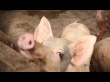 PBS Hawai‘i - HIKI NŌ Episode #903 | Waiʻanae High School - O‘ahu | Haulin’ Hogs