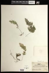 Hymenophyllum pallidum