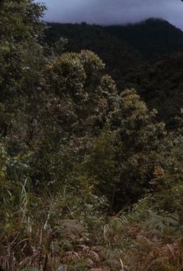 [Landscape of a thicket at Sarawaket Range, Papua New Guinea]