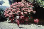 [Portrait of unidentified boy standing in front of] poinsettia, New Guinea, [Papua New Guinea], 1963