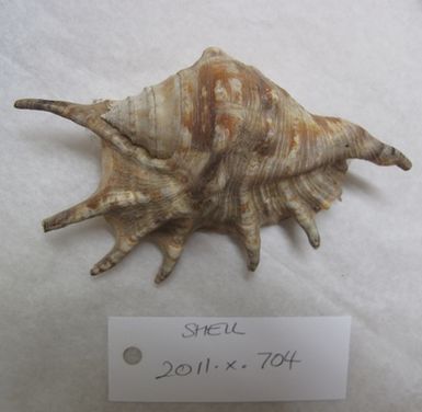 shell