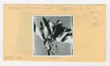 [Fagara mauiensis in Hawaii, envelope IE25-221]