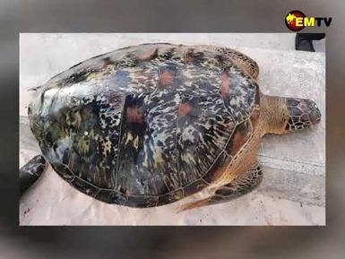 MARINE TURTLE IMPORTANT