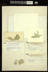 Udotea orientalis