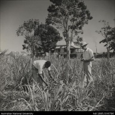 Field Officer and farmer inspecting cane