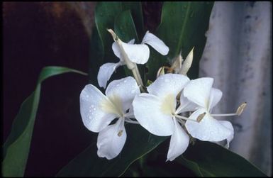 Frangipani