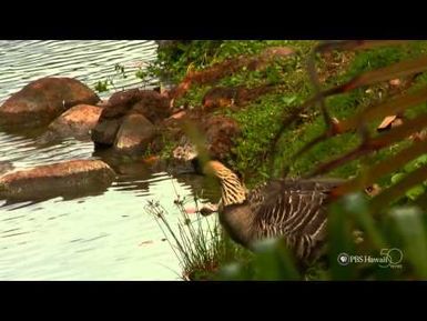 PBS Hawaii - HIKI NŌ Episode 208 | Chiefess Kamakahelei Middle School | Nene