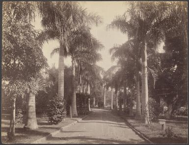 Avenue of Royal Palms, Queens Hospital Grounds